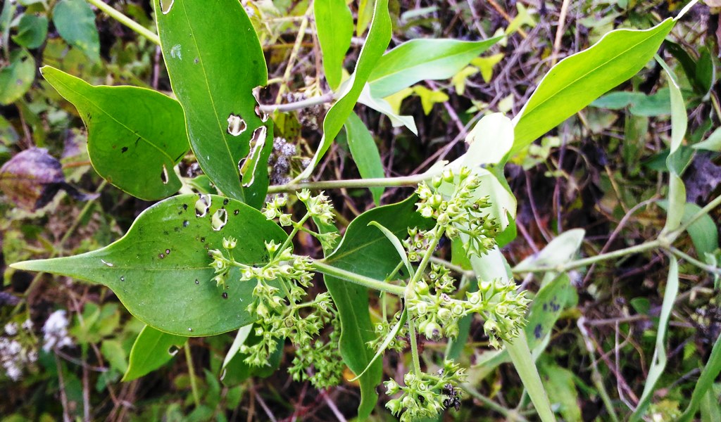 Hedyotis scandens